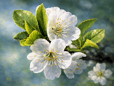 Tart Cherry Blossoms Tart Cherry Blossoms